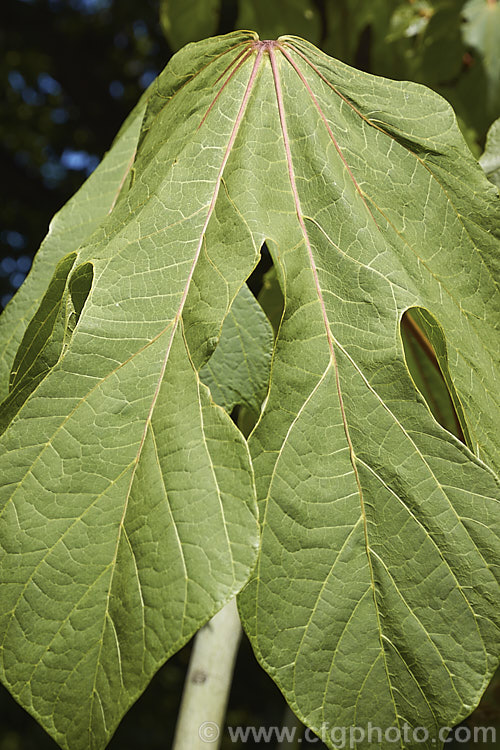 Foliage of the Chinese Parasol. Tree, Chinese Bottle. Tree, Japanese Varnish. Tree or Phoenix. Tree (<i>Firmiana simplex</i>), a 20m tall deciduous tree native to much of warm temperate and subtropical East Asia. It has smooth green bark and deeply lobed leaves that can be up to 40cm across when fully expanded. Heads of small greenish white flowers appear in summer. firmiana-2066htm'>Firmiana.