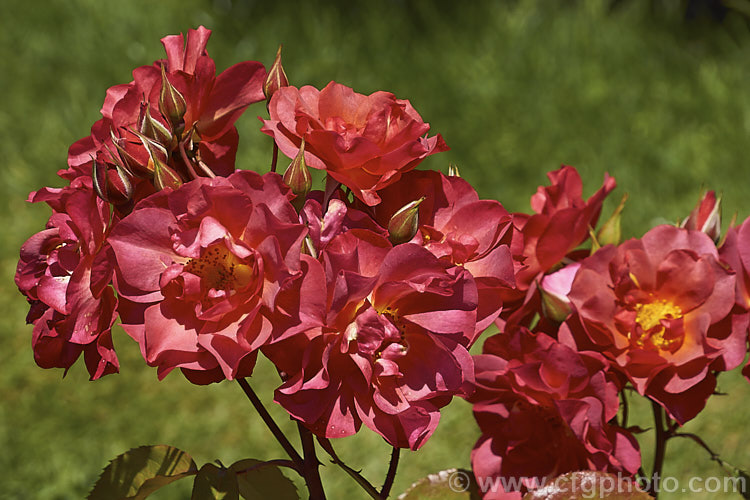 Rosa 'The Shire' ('Topsy. Turvy' x 'Julia Child'), a distinctively coloured. Floribunda rose raised by Tom. Carruth of the United. Stets and introduced in 2006. It is a compact plant that grows to around 12m high and wide. Also known as 'Celebration. Time' and 'Cinco de Mayo'. Order: Rosales, Family: Rosaceae