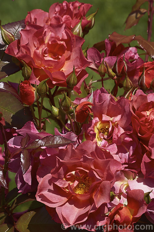 Rosa 'The Shire' ('Topsy. Turvy' x 'Julia Child'), a distinctively coloured. Floribunda rose raised by Tom. Carruth of the United. Stets and introduced in 2006. It is a compact plant that grows to around 12m high and wide. Also known as 'Celebration. Time' and 'Cinco de Mayo'. Order: Rosales, Family: Rosaceae