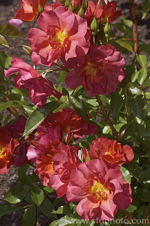 Rosa 'The Shire' ('Topsy. Turvy' x 'Julia Child'), a distinctively coloured. Floribunda rose raised by Tom. Carruth of the United. Stets and introduced in 2006. It is a compact plant that grows to around 12m high and wide. Also known as 'Celebration. Time' and 'Cinco de Mayo'. Order: Rosales, Family: Rosaceae