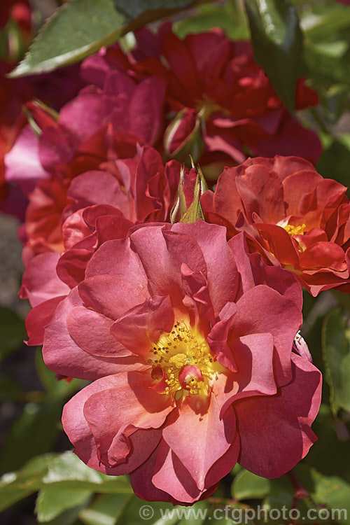 Rosa 'The Shire' ('Topsy. Turvy' x 'Julia Child'), a distinctively coloured. Floribunda rose raised by Tom. Carruth of the United. Stets and introduced in 2006. It is a compact plant that grows to around 12m high and wide. Also known as 'Celebration. Time' and 'Cinco de Mayo'. Order: Rosales, Family: Rosaceae