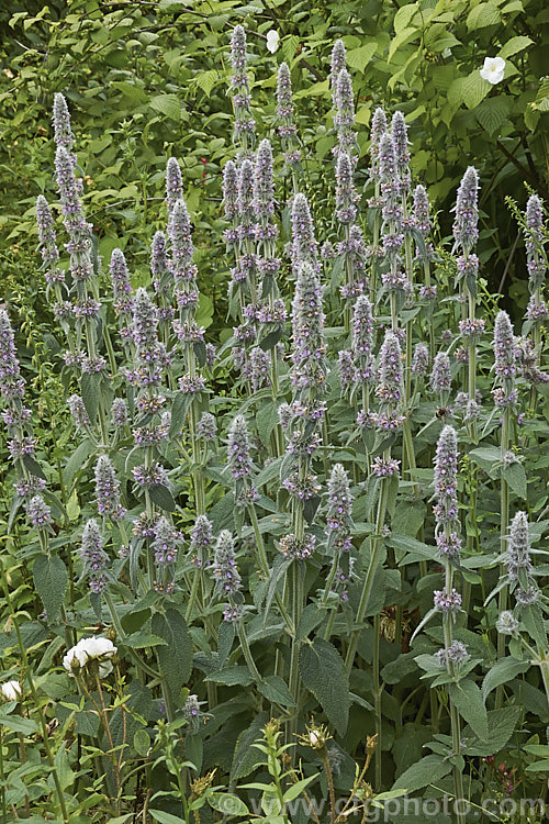 Downy. Woundwort (<i>Stachys germanica</i>), a clump-forming, late spring- to early summer-flowering herbaceous perennial found from western Europe to North Africa and Central Asia. The flower stems are up to 12m tall