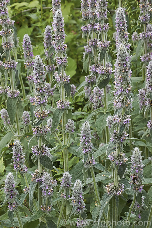 Downy. Woundwort (<i>Stachys germanica</i>), a clump-forming, late spring- to early summer-flowering herbaceous perennial found from western Europe to North Africa and Central Asia. The flower stems are up to 12m tall