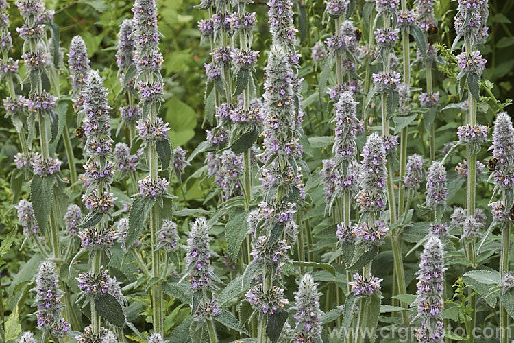 Downy. Woundwort (<i>Stachys germanica</i>), a clump-forming, late spring- to early summer-flowering herbaceous perennial found from western Europe to North Africa and Central Asia. The flower stems are up to 12m tall