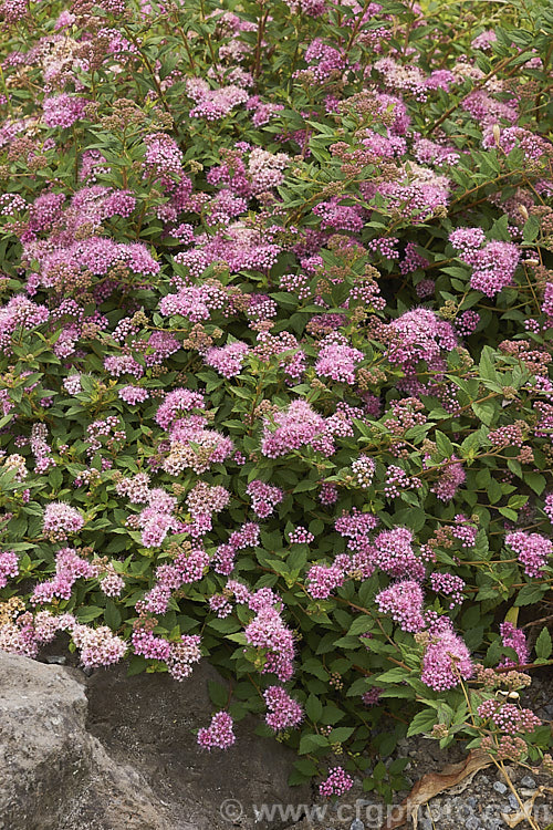 Spiraea japonica 'Nana', a low compact cultivar of a late spring- to early summer-flowering deciduous shrub native to Japan and nearby parts of China. It grows to around 50 cm tall x 1 m wide and the flower colour changes from carmine to pale pink with age. spiraea-3326htm'>Spiraea.