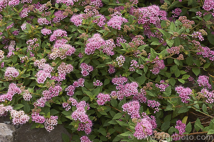 Spiraea japonica 'Nana', a low compact cultivar of a late spring- to early summer-flowering deciduous shrub native to Japan and nearby parts of China. It grows to around 50 cm tall x 1 m wide and the flower colour changes from carmine to pale pink with age. spiraea-3326htm'>Spiraea.