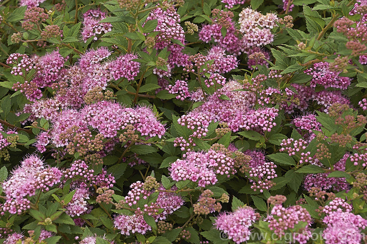 Spiraea japonica 'Nana', a low compact cultivar of a late spring- to early summer-flowering deciduous shrub native to Japan and nearby parts of China. It grows to around 50 cm tall x 1 m wide and the flower colour changes from carmine to pale pink with age. spiraea-3326htm'>Spiraea.