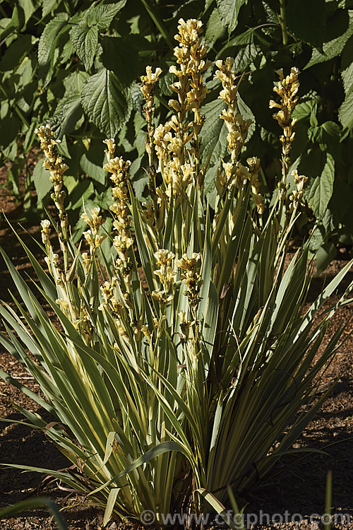 Sisyrinchium striatum 'Variegatum', a variegated foliage cultivar of a 40-80cm tall, late spring- to early summer-flowering iris-like perennial native to Argentina andChile