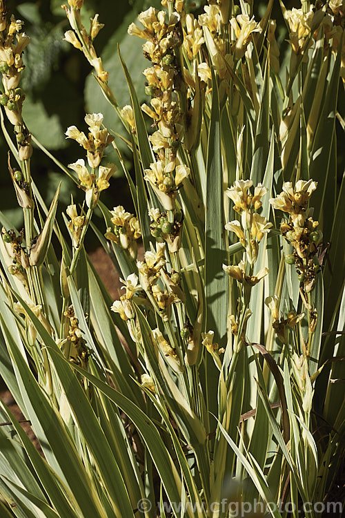 Sisyrinchium striatum 'Variegatum', a variegated foliage cultivar of a 40-80cm tall, late spring- to early summer-flowering iris-like perennial native to Argentina andChile
