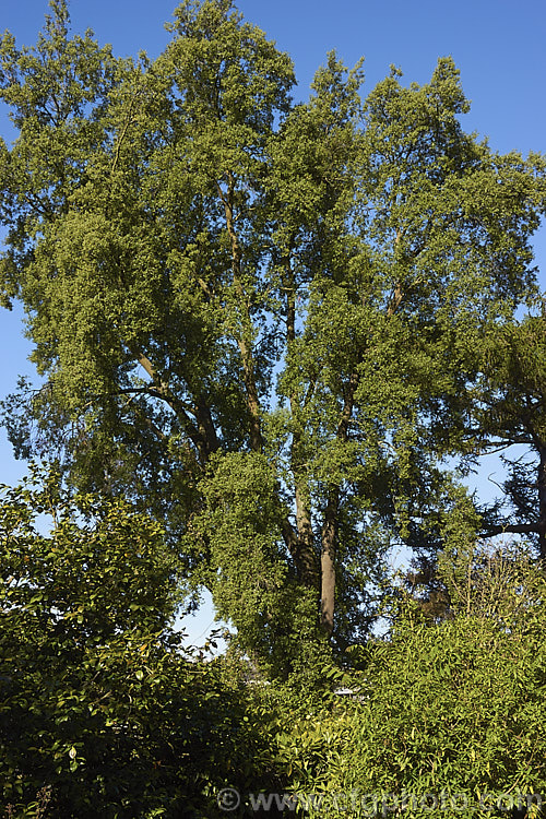 Soap Bark Tree or Soapbark (<i>Quillaja saponaria</i>), an evergreen tree native to the warmer parts of Chile. It can grow to 20m tall and produces clusters of starry cream flowers in early summer. The tree is known as soap bark as the saponin-rich inner bark may be dried, powdered and used as a soap substitute. The extract quillaia is used in a wide range of products, including foods, pharmaceuticals and cosmetics to maintain foaminess and viscosity