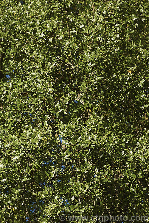 Soap Bark Tree or Soapbark (<i>Quillaja saponaria</i>), an evergreen tree native to the warmer parts of Chile. It can grow to 20m tall and produces clusters of starry cream flowers in early summer. The tree is known as soap bark as the saponin-rich inner bark may be dried, powdered and used as a soap substitute. The extract quillaia is used in a wide range of products, including foods, pharmaceuticals and cosmetics to maintain foaminess and viscosity