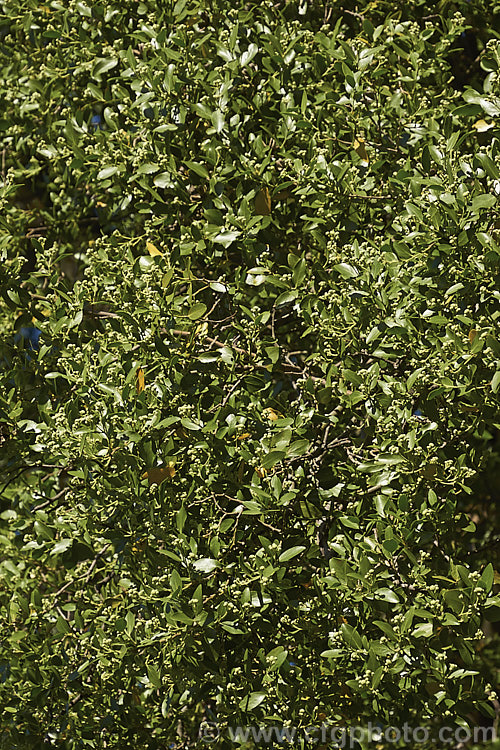 Soap Bark Tree or Soapbark (<i>Quillaja saponaria</i>), an evergreen tree native to the warmer parts of Chile. It can grow to 20m tall and produces clusters of starry cream flowers in early summer. The tree is known as soap bark as the saponin-rich inner bark may be dried, powdered and used as a soap substitute. The extract quillaia is used in a wide range of products, including foods, pharmaceuticals and cosmetics to maintain foaminess and viscosity