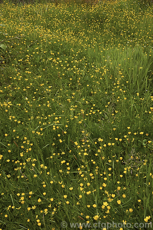 Creeping Buttercup or Creeping Crowfoot (<i>Ranunculus repens</i>), a spring- to early summer-flowering perennial usually found in damp to boggy meadows. It is a Eurasian native but has become naturalised and moderately invasive in many of the world's temperate areas. Order: Ranunculales, Family: Ranunculaceae