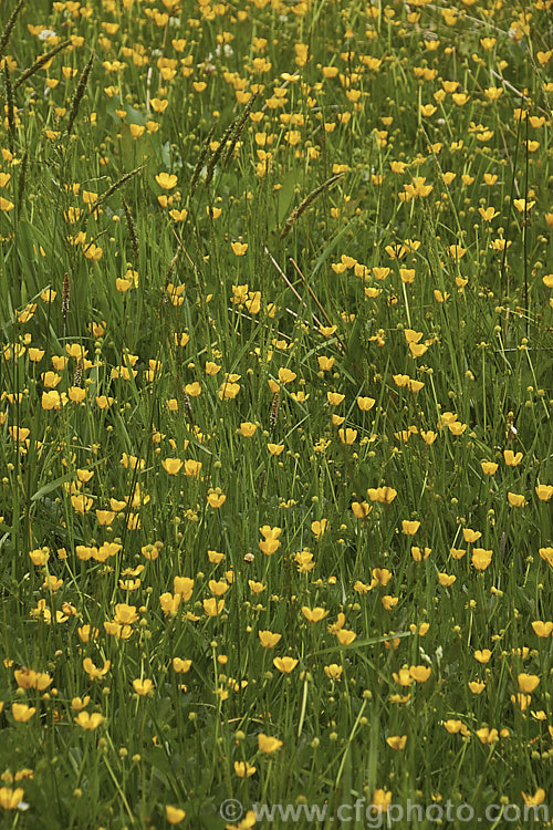 Creeping Buttercup or Creeping Crowfoot (<i>Ranunculus repens</i>), a spring- to early summer-flowering perennial usually found in damp to boggy meadows. It is a Eurasian native but has become naturalised and moderately invasive in many of the world's temperate areas. Order: Ranunculales, Family: Ranunculaceae