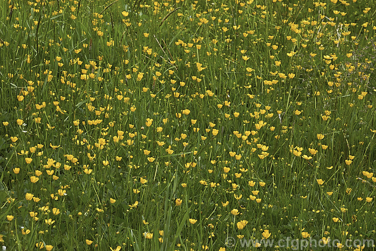 Creeping Buttercup or Creeping Crowfoot (<i>Ranunculus repens</i>), a spring- to early summer-flowering perennial usually found in damp to boggy meadows. It is a Eurasian native but has become naturalised and moderately invasive in many of the world's temperate areas. Order: Ranunculales, Family: Ranunculaceae