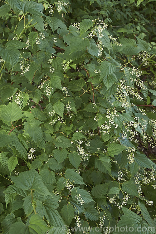 Japanese Stephanandra (<i>Stephanandra tanakae</i>), a late spring- to early summer-flowering evergreen shrub native to Japan. It grows to around 12m tall but can spread by suckers and self-layering to cover a considerable area. The foliage often colours well in autumn. Order: Rosales, Family: Rosaceae