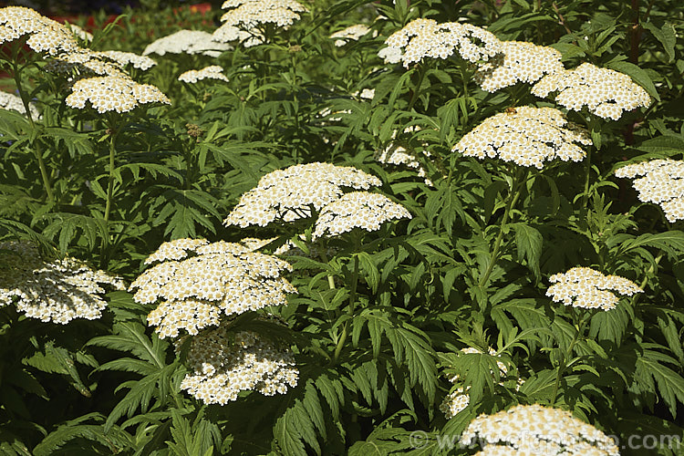 Rayed. Tansy (<i>Tanacetum macrophyllum</i>), a late spring- to summer-flowering perennial found from central Europe to southern Russia. It grows to around 12m tall and has white to cream flowerheads and bold pinnate foliage. tanacetum-2130htm'>Tanacetum.