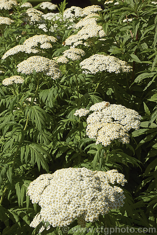 Rayed. Tansy (<i>Tanacetum macrophyllum</i>), a late spring- to summer-flowering perennial found from central Europe to southern Russia. It grows to around 12m tall and has white to cream flowerheads and bold pinnate foliage. tanacetum-2130htm'>Tanacetum.