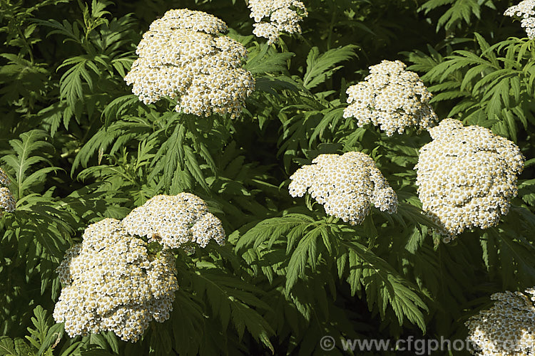 Rayed. Tansy (<i>Tanacetum macrophyllum</i>), a late spring- to summer-flowering perennial found from central Europe to southern Russia. It grows to around 12m tall and has white to cream flowerheads and bold pinnate foliage. tanacetum-2130htm'>Tanacetum.