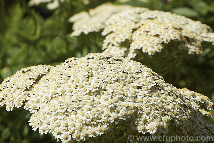 Rayed. Tansy (<i>Tanacetum macrophyllum</i>), a late spring- to summer-flowering perennial found from central Europe to southern Russia. It grows to around 12m tall and has white to cream flowerheads and bold pinnate foliage. tanacetum-2130htm'>Tanacetum.
