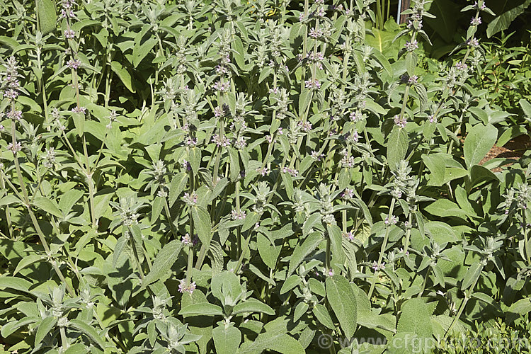 Stachys cretica subsp. cassia, a form of a 20-80cm high, clump-forming, summer-flowering perennial native to southern Europe. Its small flowers are rose pink to pale lavender