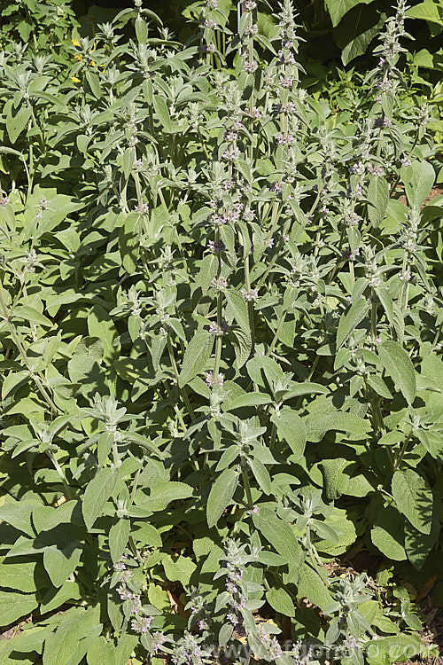 Stachys cretica subsp. cassia, a form of a 20-80cm high, clump-forming, summer-flowering perennial native to southern Europe. Its small flowers are rose pink to pale lavender