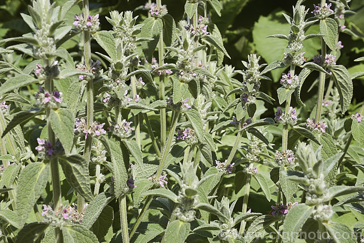 Stachys cretica subsp. cassia, a form of a 20-80cm high, clump-forming, summer-flowering perennial native to southern Europe. Its small flowers are rose pink to pale lavender