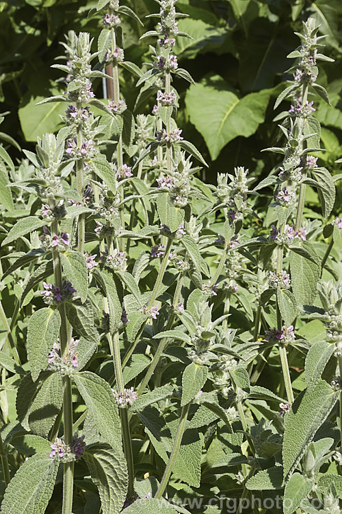 Stachys cretica subsp. cassia, a form of a 20-80cm high, clump-forming, summer-flowering perennial native to southern Europe. Its small flowers are rose pink to pale lavender