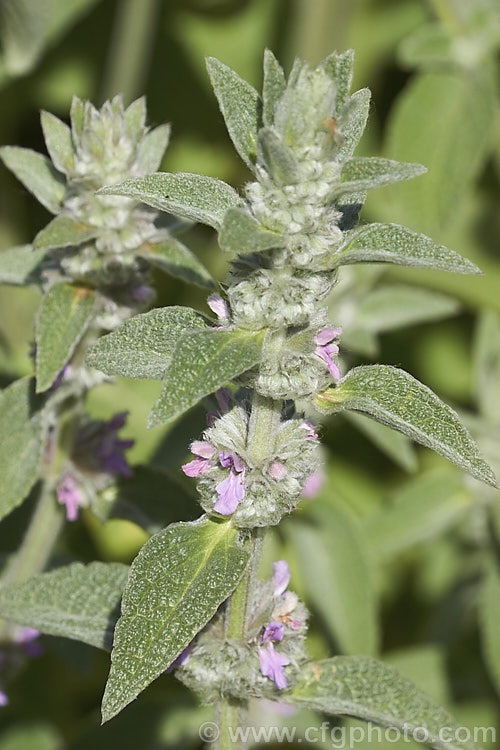 Stachys cretica subsp. cassia, a form of a 20-80cm high, clump-forming, summer-flowering perennial native to southern Europe. Its small flowers are rose pink to pale lavender
