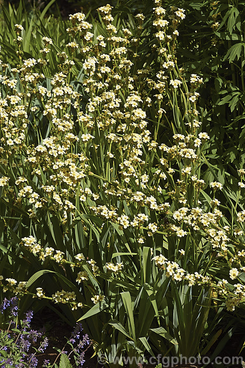 Sisyrinchium striatum, a 40-80cm tall, late spring- to early summer-flowering iris-like perennial native to Argentina andChile