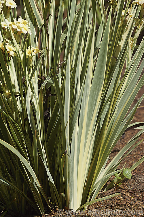 Sisyrinchium striatum 'Variegatum', a variegated foliage cultivar of a 40-80cm tall, late spring- to early summer-flowering iris-like perennial native to Argentina andChile
