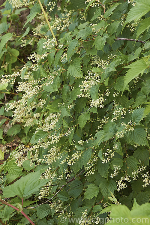 Japanese Stephanandra (<i>Stephanandra tanakae</i>), a late spring- to early summer-flowering evergreen shrub native to Japan. It grows to around 12m tall but can spread by suckers and self-layering to cover a considerable area. The foliage often colours well in autumn. Order: Rosales, Family: Rosaceae