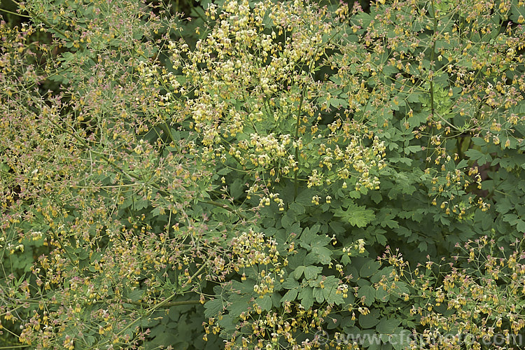Fendler's Meadow Ruse (<i>Thalictrum fendleri</i>), a late spring- to early summer-flowering perennial native to western North America. The plant can form a clump up to 12m wide and may be up to 12m high when in flower. Male and female flowers occur in separate plants and the female flowers develop into red-tinted seed capsules. thalictrum-2040htm'>Thalictrum.