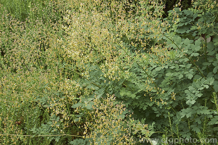 Fendler's Meadow Ruse (<i>Thalictrum fendleri</i>), a late spring- to early summer-flowering perennial native to western North America. The plant can form a clump up to 12m wide and may be up to 12m high when in flower. Male and female flowers occur in separate plants and the female flowers develop into red-tinted seed capsules. thalictrum-2040htm'>Thalictrum.