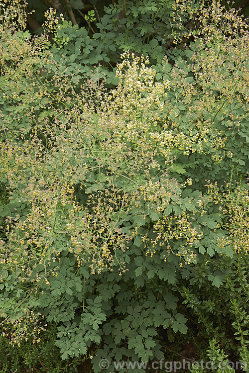 Fendler's Meadow Ruse (<i>Thalictrum fendleri</i>), a late spring- to early summer-flowering perennial native to western North America. The plant can form a clump up to 12m wide and may be up to 12m high when in flower. Male and female flowers occur in separate plants and the female flowers develop into red-tinted seed capsules. thalictrum-2040htm'>Thalictrum.