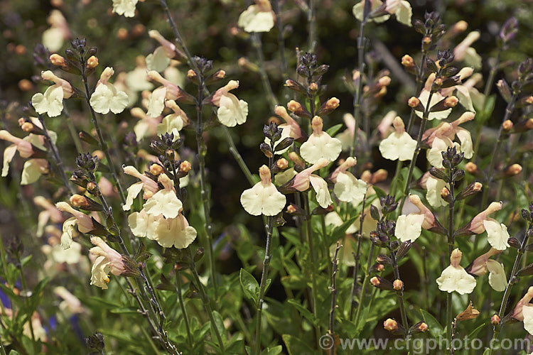 Salvia greggii 'La Luna', a cultivar of the Autumn Sage with cream to pale yellow flowers flushed with soft pink to apricot tones. The parent species is, a 35-50cm tall, summer- to autumn-flowering perennial or subshrub native to Texas and nearby parts of Mexico and usually has red, purple or pink flowers. Order: Lamiales, Family: Lamiaceae