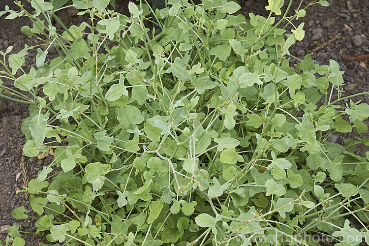 French Sorrel (<i>Rumex scutatus</i>), a spreading herbaceous perennial that grows to around 45cm tall It is found over much of Europe and into western Asia and North Africa. Sometimes cultivated in herb gardens as an ornamental, but mainly grown for its edible foliage. Order: Caryophyllales, Family: Polygonaceae