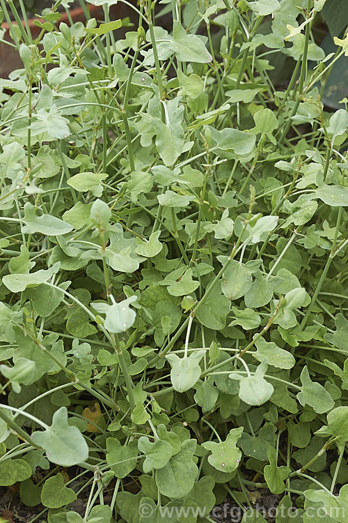 French Sorrel (<i>Rumex scutatus</i>), a spreading herbaceous perennial that grows to around 45cm tall It is found over much of Europe and into western Asia and North Africa. Sometimes cultivated in herb gardens as an ornamental, but mainly grown for its edible foliage. Order: Caryophyllales, Family: Polygonaceae