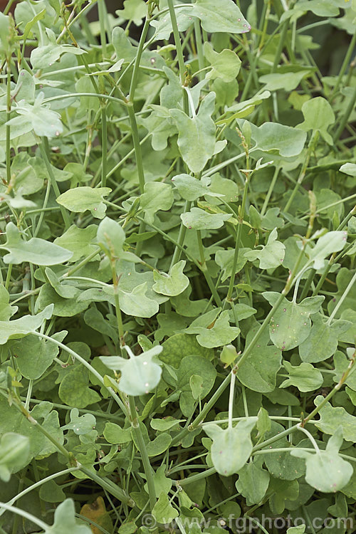 French Sorrel (<i>Rumex scutatus</i>), a spreading herbaceous perennial that grows to around 45cm tall It is found over much of Europe and into western Asia and North Africa. Sometimes cultivated in herb gardens as an ornamental, but mainly grown for its edible foliage. Order: Caryophyllales, Family: Polygonaceae