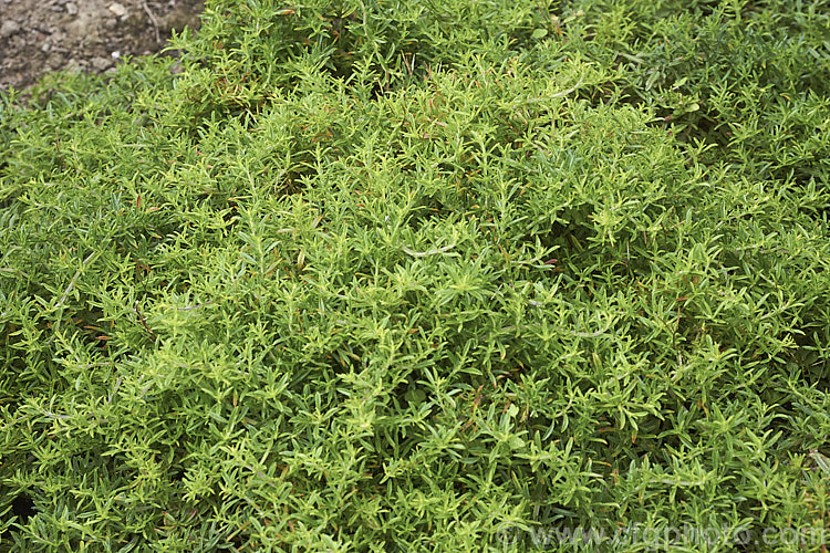 Creeping Savory (<i>Satureja spicigera</i>), an aromatic perennial found in western Asia, from the Caucasus to Iran. It produces small pink flowers in summer but is mainly grown for its foliage, which is used as a culinary herb. It is around 15cm high in flower and can forma clump up to 75cm wide. satureja-3284htm'>Satureja.