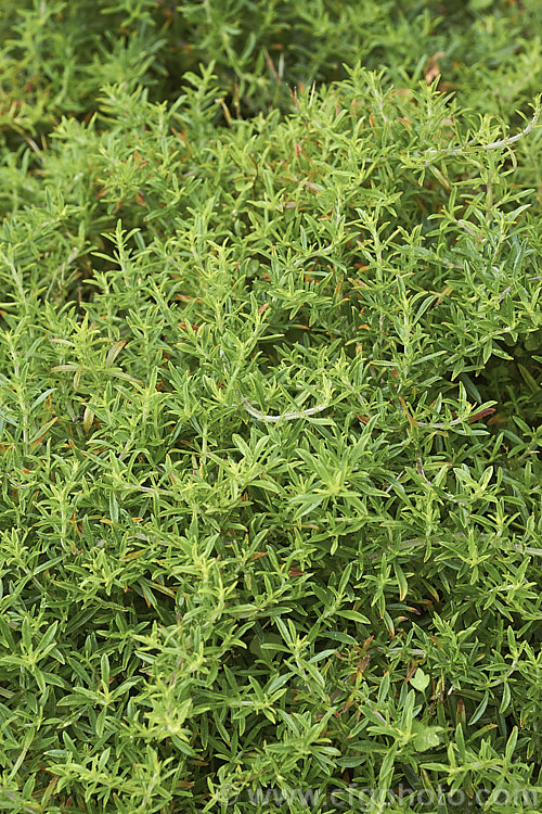 Creeping Savory (<i>Satureja spicigera</i>), an aromatic perennial found in western Asia, from the Caucasus to Iran. It produces small pink flowers in summer but is mainly grown for its foliage, which is used as a culinary herb. It is around 15cm high in flower and can forma clump up to 75cm wide. satureja-3284htm'>Satureja.