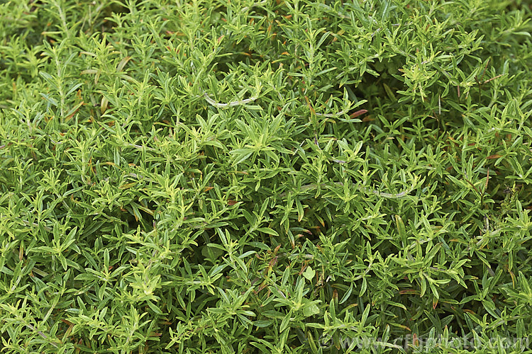 Creeping Savory (<i>Satureja spicigera</i>), an aromatic perennial found in western Asia, from the Caucasus to Iran. It produces small pink flowers in summer but is mainly grown for its foliage, which is used as a culinary herb. It is around 15cm high in flower and can forma clump up to 75cm wide. satureja-3284htm'>Satureja.