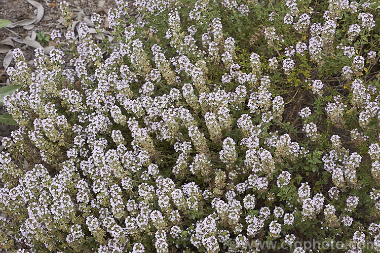 Porlock. Thyme (<i>Thymus praecox subsp. arcticus 'Porlock'), a round-leafed, pink-flowered, fragrant cultivar of a western subspecies of a prostrate, normally purple-pink-flowered thyme species found over much of Europe. Order: Lamiales, Family: Lamiaceae