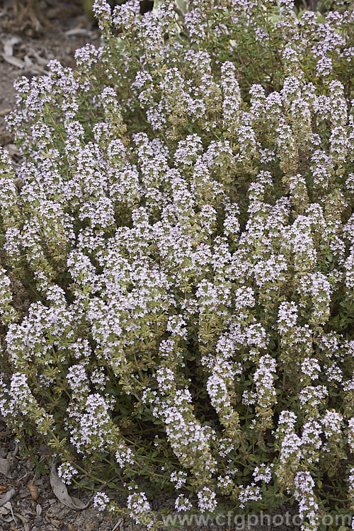 Porlock. Thyme (<i>Thymus praecox subsp. arcticus 'Porlock'), a round-leafed, pink-flowered, fragrant cultivar of a western subspecies of a prostrate, normally purple-pink-flowered thyme species found over much of Europe. Order: Lamiales, Family: Lamiaceae