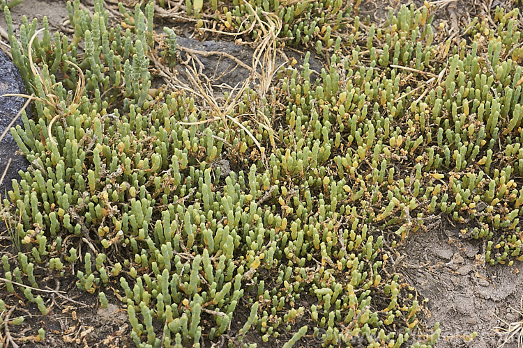 Beaded. Samphire or Beaded. Glasswort (<i>Sarcocornia quinqueflora [syn. Salicornia australis]), a carpeting coastal perennial or subshrub native to Australia and New Zealand It is notable for its ability to survive in salt-saturated soils. In sheltered places it can grow to 50cm tall but is usually kept much shorter by constant exposure to coastal winds. sarcocornia-3280htm'>Sarcocornia. Order: Caryophyllales, Family: Amaranthaceae