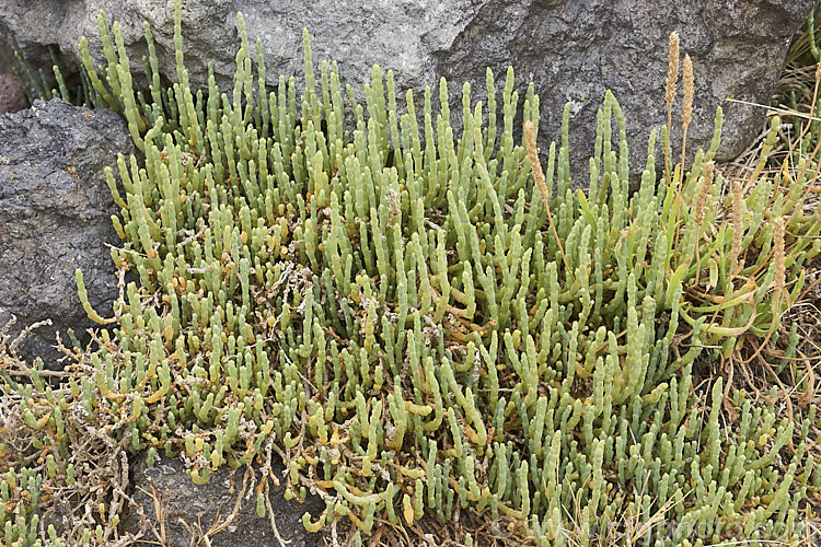 Beaded. Samphire or Beaded. Glasswort (<i>Sarcocornia quinqueflora [syn. Salicornia australis]), a carpeting coastal perennial or subshrub native to Australia and New Zealand It is notable for its ability to survive in salt-saturated soils. In sheltered places it can grow to 50cm tall but is usually kept much shorter by constant exposure to coastal winds. sarcocornia-3280htm'>Sarcocornia. Order: Caryophyllales, Family: Amaranthaceae