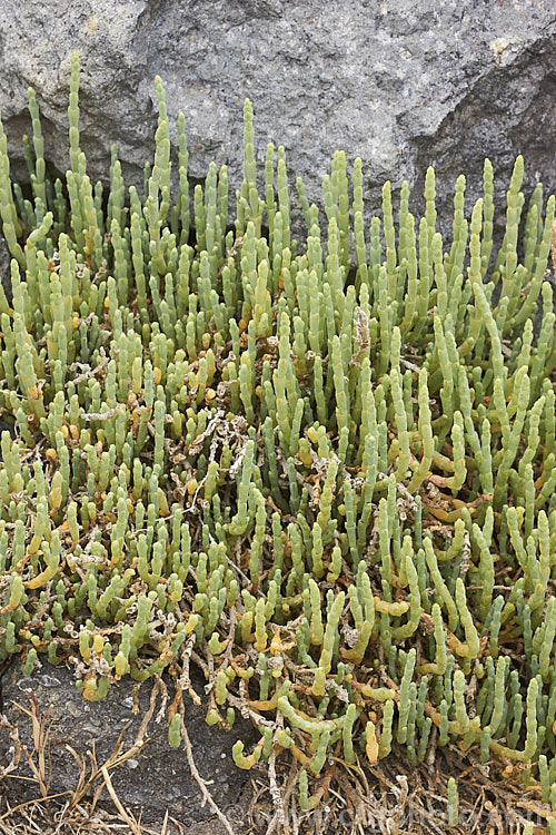 Beaded. Samphire or Beaded. Glasswort (<i>Sarcocornia quinqueflora [syn. Salicornia australis]), a carpeting coastal perennial or subshrub native to Australia and New Zealand It is notable for its ability to survive in salt-saturated soils. In sheltered places it can grow to 50cm tall but is usually kept much shorter by constant exposure to coastal winds. sarcocornia-3280htm'>Sarcocornia. Order: Caryophyllales, Family: Amaranthaceae
