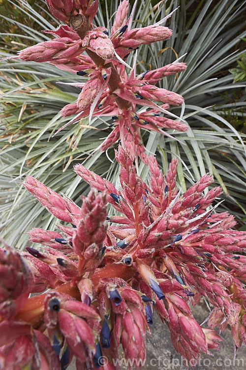Close-up of the flower spike of Puya spathacea, a clumping terrestrial bromeliad native to north-central Argentina. It blooms in summer and the flower stems are over 1m tall. The blue flowers contrast with the pink of the stems and sepals