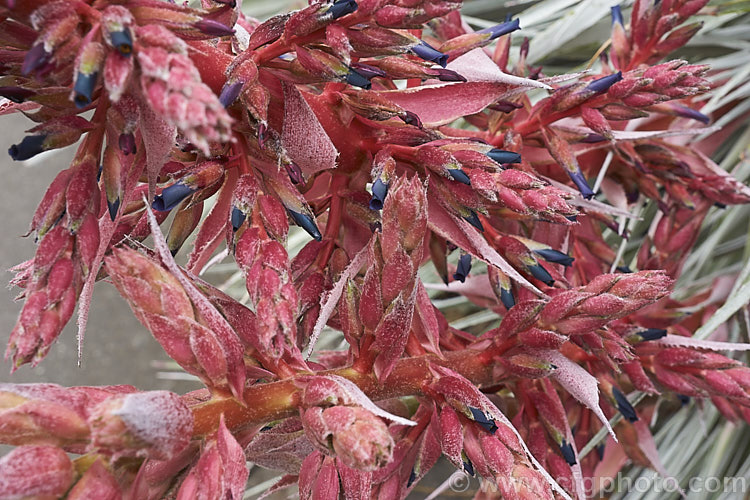 Close-up of the flower spike of Puya spathacea, a clumping terrestrial bromeliad native to north-central Argentina. It blooms in summer and the flower stems are over 1m tall. The blue flowers contrast with the pink of the stems and sepals