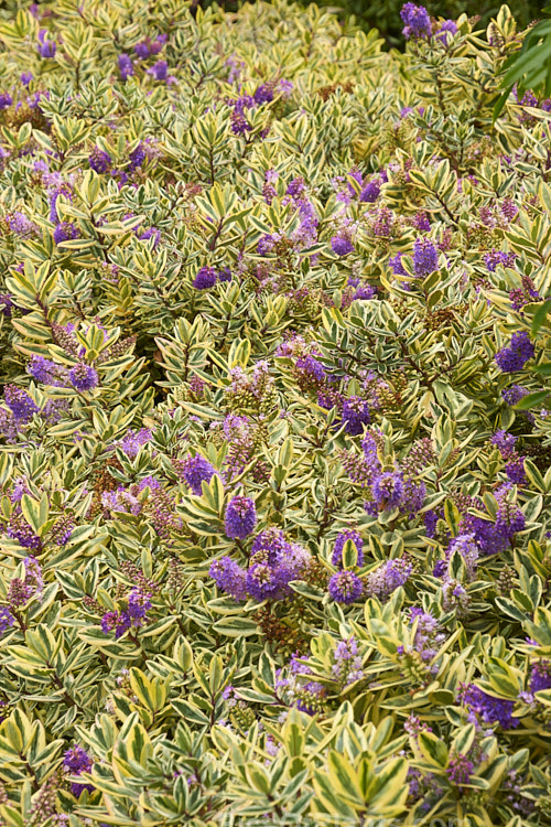 <i>Veronica x franciscana</i> (syn. <i>Hebe x franciscana</i>) 'Waireka' (<i>Veronica elliptica x Veronica speciosa</i>), a compact, heavy-flowering, variegated foliaged cultivar that grows to around 1.3m tall It is also known as 'Variegata' and flowers in early summer. Order: Lamiales, Family: Plantaginaceae